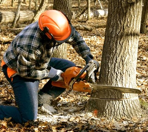 Tree Removal in Enochs, TX